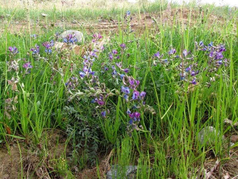 Oxytropis martjanovii photo 5