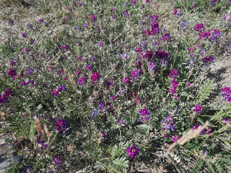 Oxytropis martjanovii photo 6