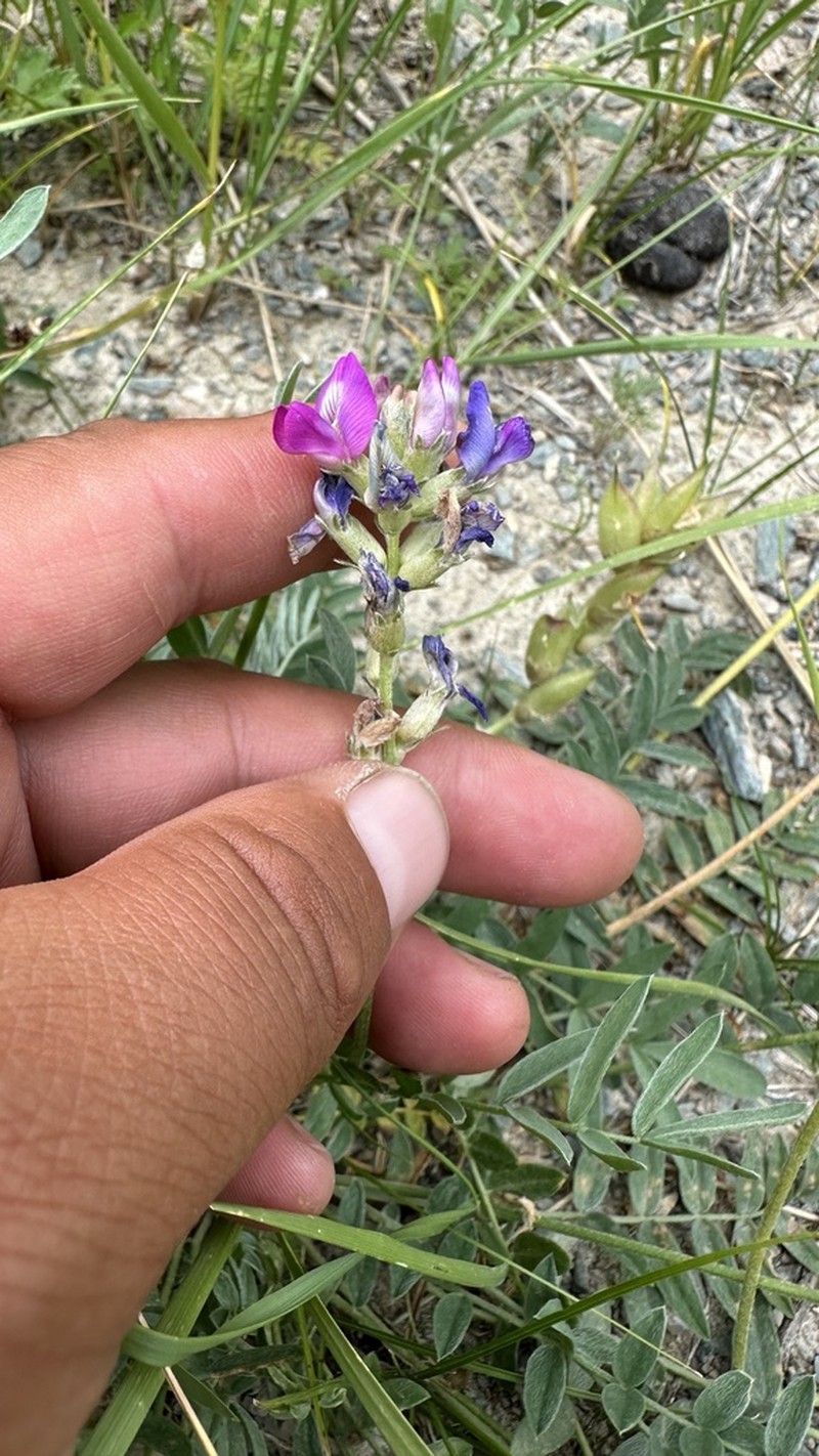 Oxytropis martjanovii photo 7