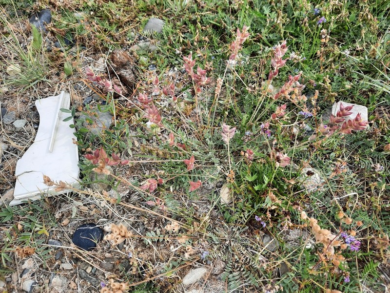 Oxytropis martjanovii photo 8