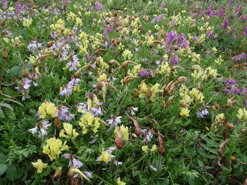 Maydell's Oxytrope