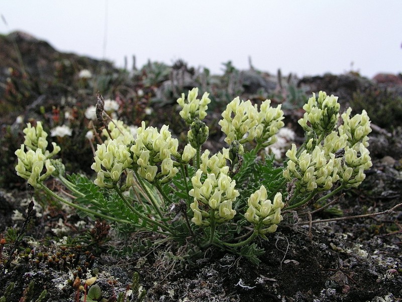 Maydell's Oxytrope photo 2
