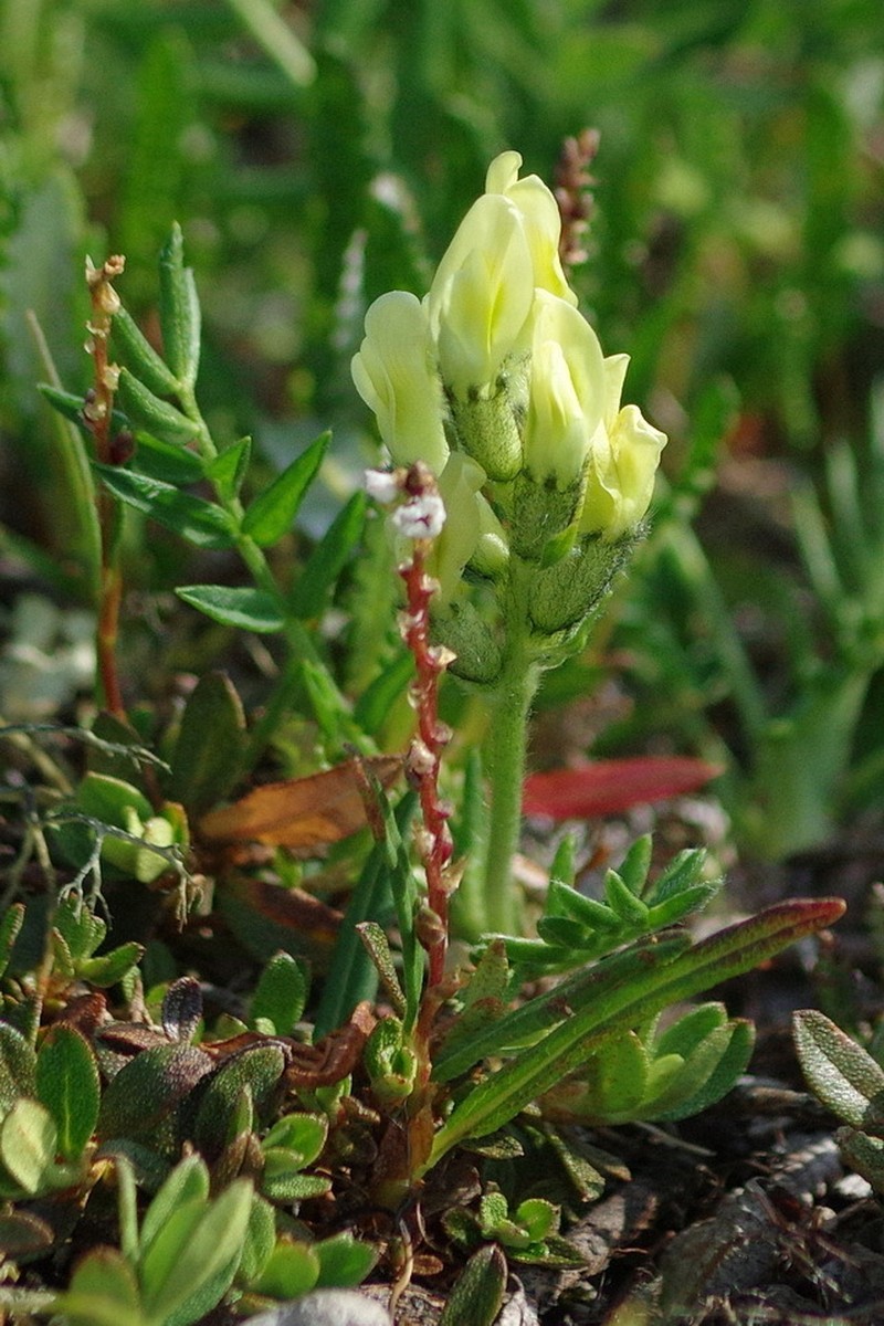 Maydell's Oxytrope photo 3