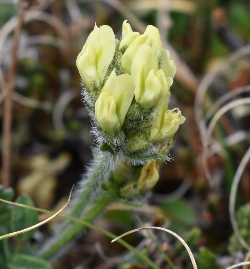 Maydell's Oxytrope photo 4