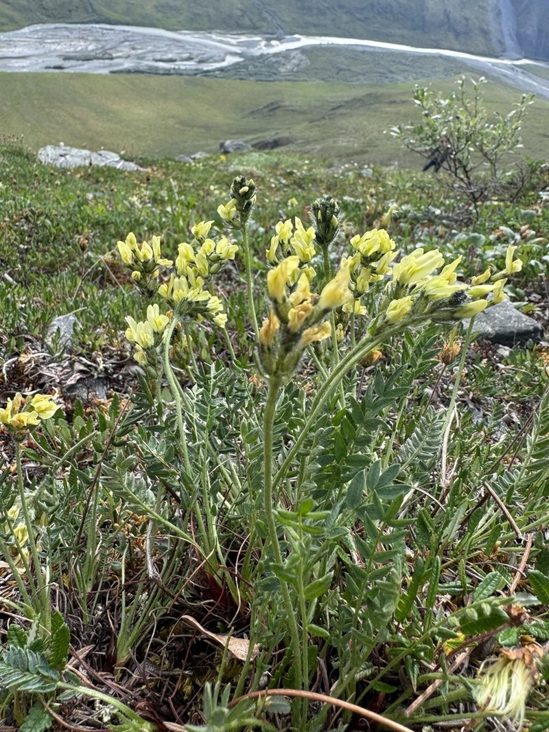 Maydell's Oxytrope photo 5