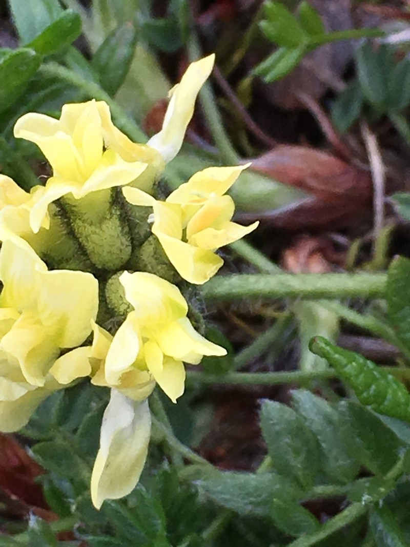 Maydell's Oxytrope photo 6