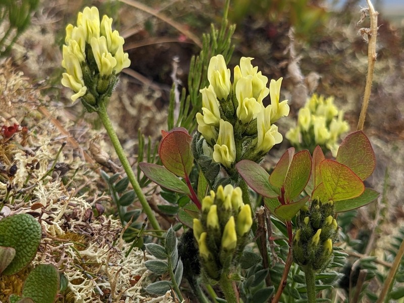 Maydell's Oxytrope photo 7