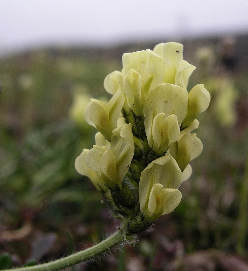 Maydell's Oxytrope photo 8