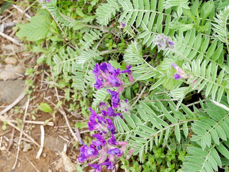 Oxytropis megalantha