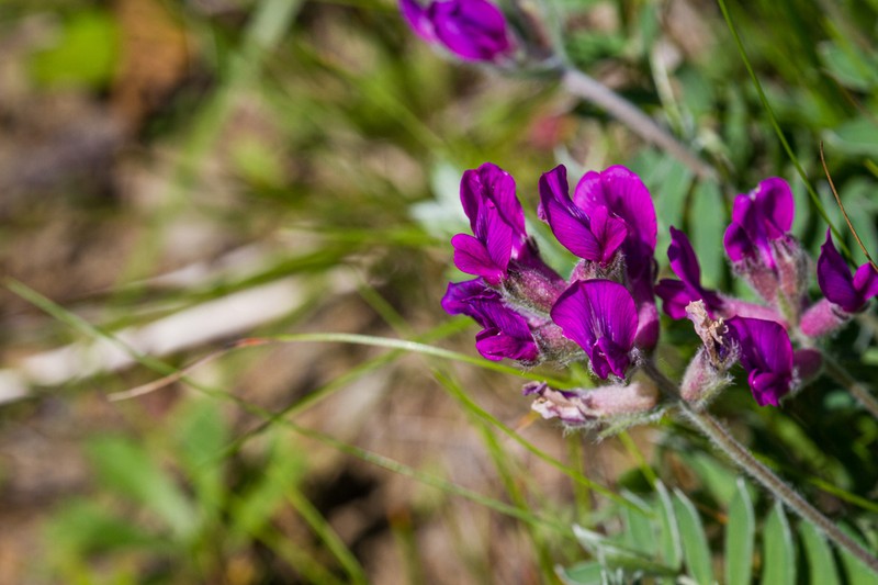 Oxytropis megalantha photo 2