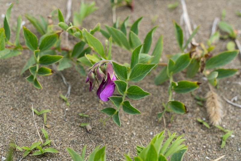 Oxytropis megalantha photo 3
