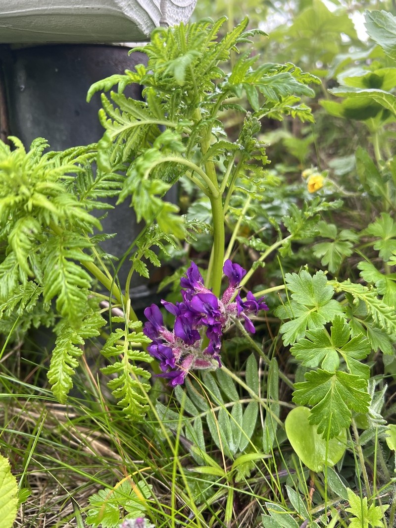 Oxytropis megalantha photo 4