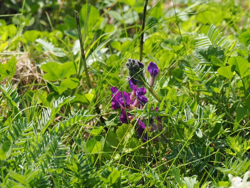 Oxytropis megalantha photo 5