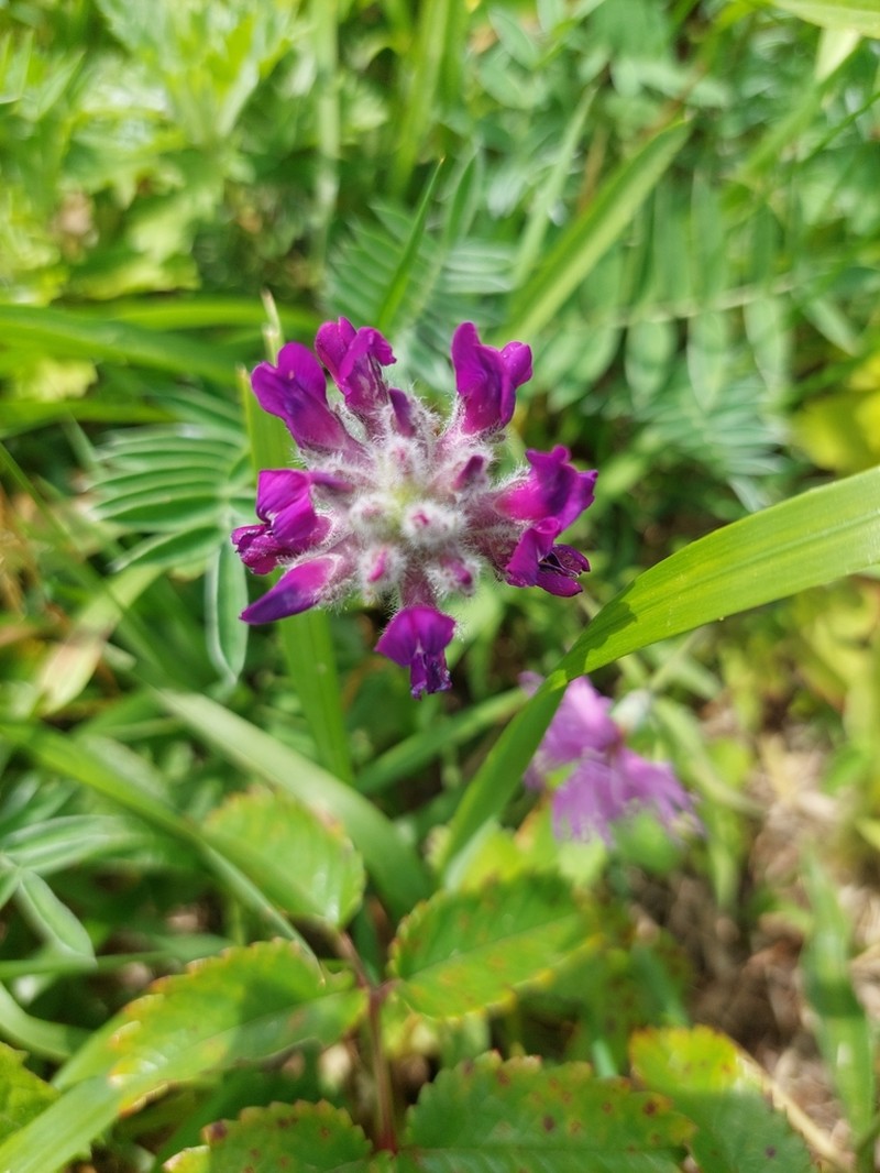 Oxytropis megalantha photo 6