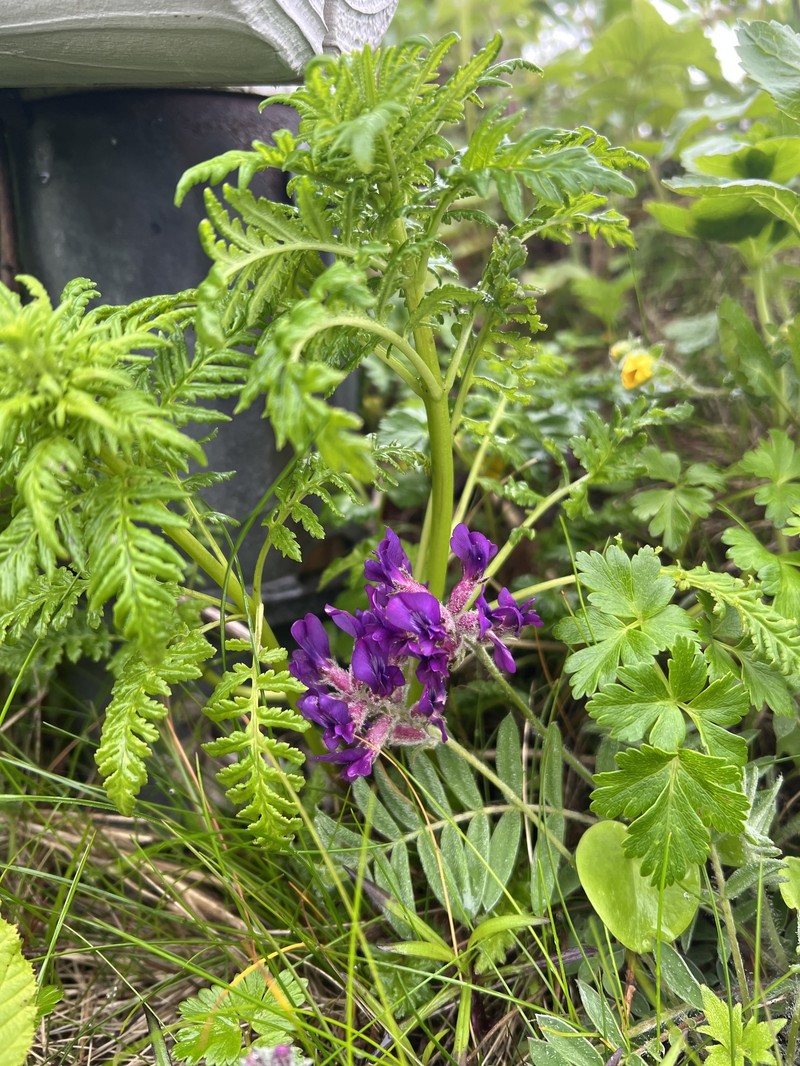 Oxytropis megalantha photo 7
