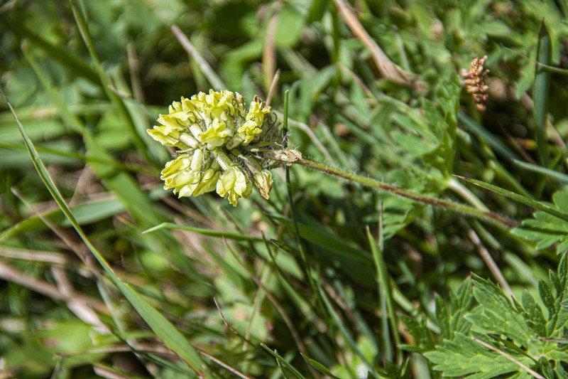Oxytropis meinshausenii