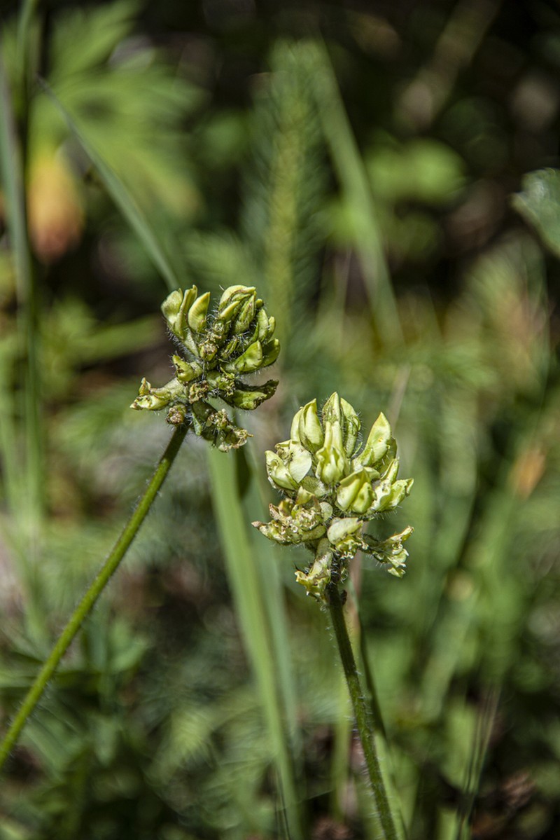 Oxytropis meinshausenii photo 2