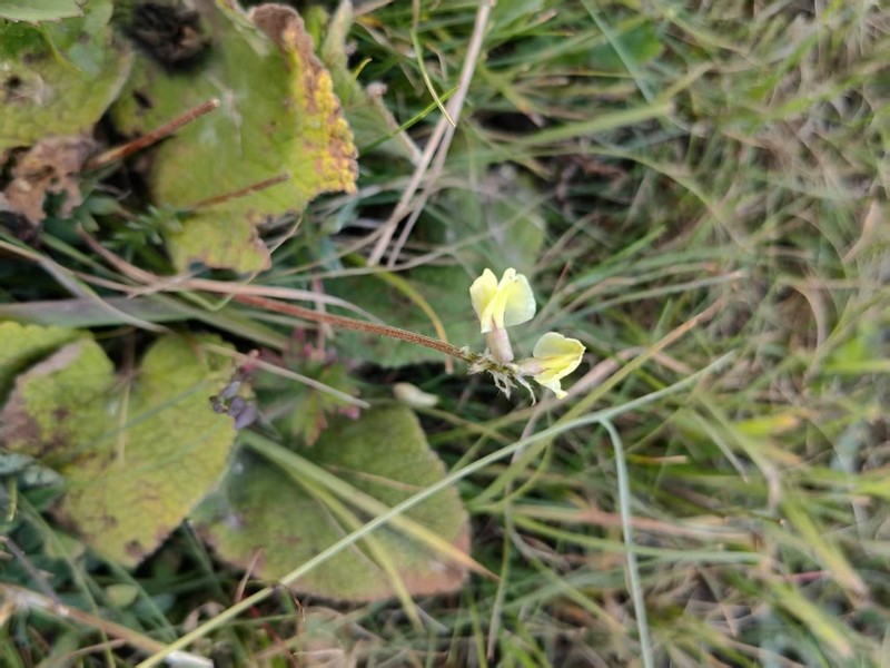 Oxytropis meinshausenii photo 3
