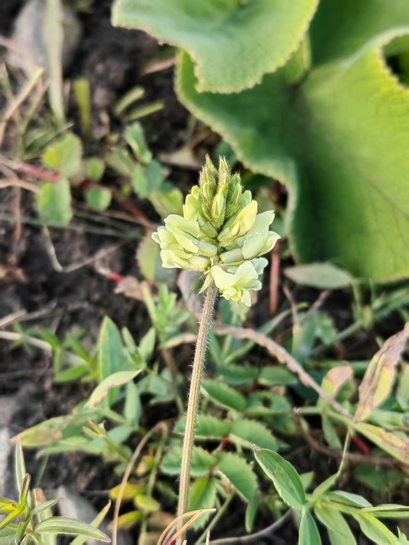 Oxytropis meinshausenii photo 4