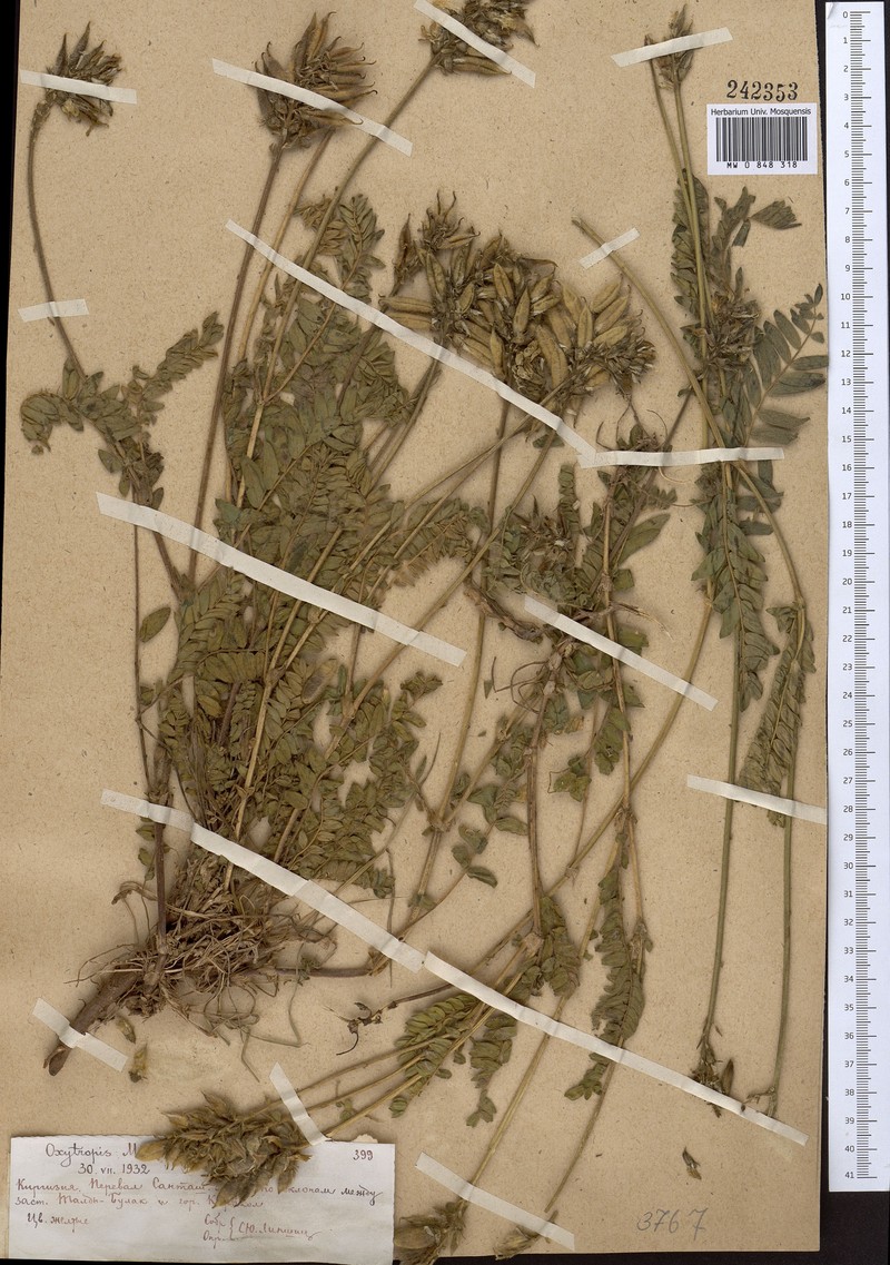 Oxytropis meinshausenii photo 6