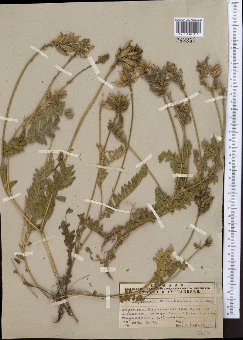 Oxytropis meinshausenii photo 8