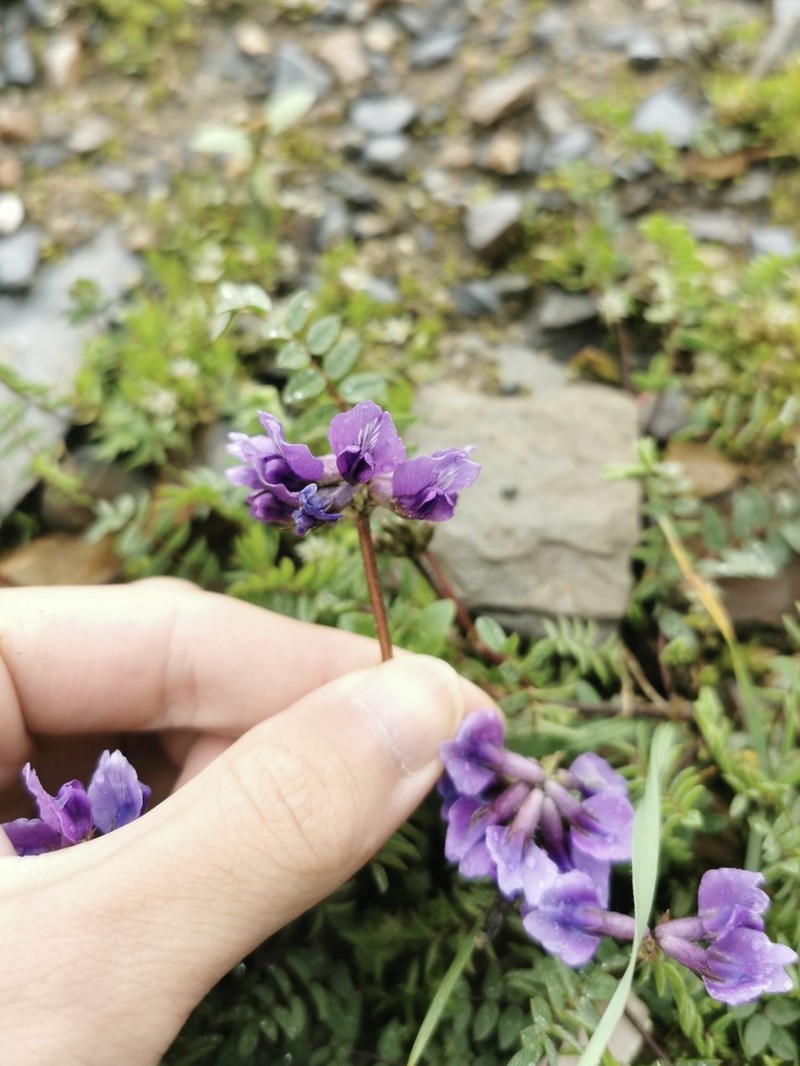 Oxytropis melanocalyx