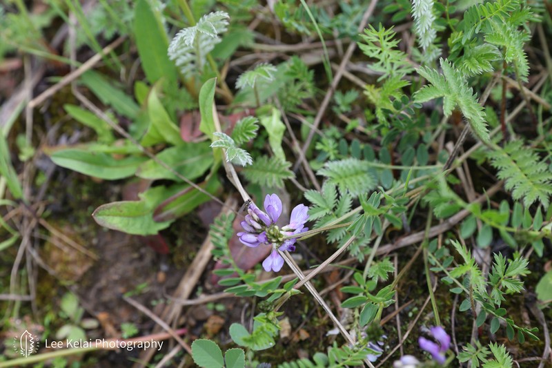 Oxytropis melanocalyx photo 2