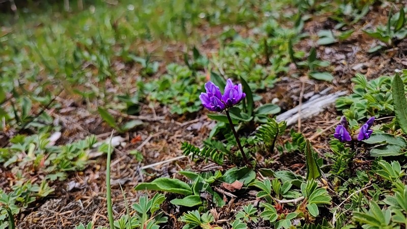 Oxytropis melanocalyx photo 3