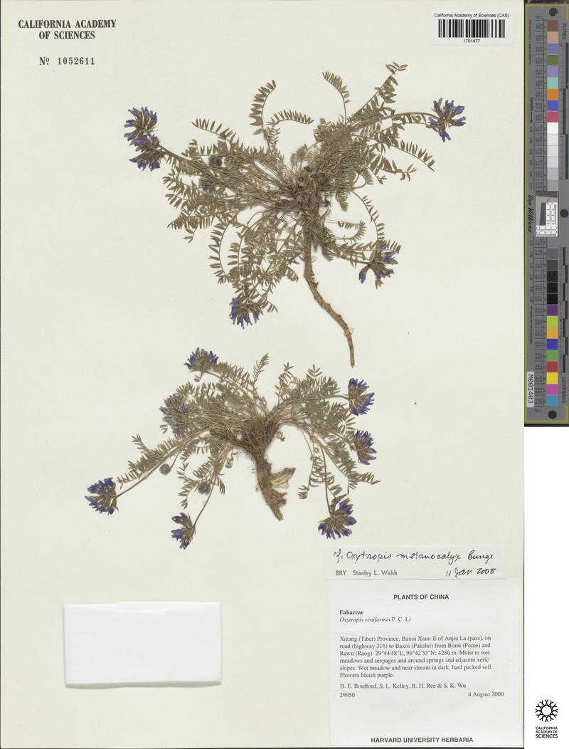 Oxytropis melanocalyx photo 4