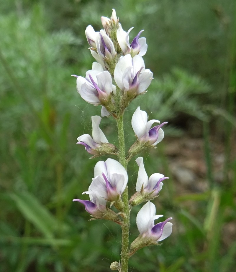 Oxytropis merkensis