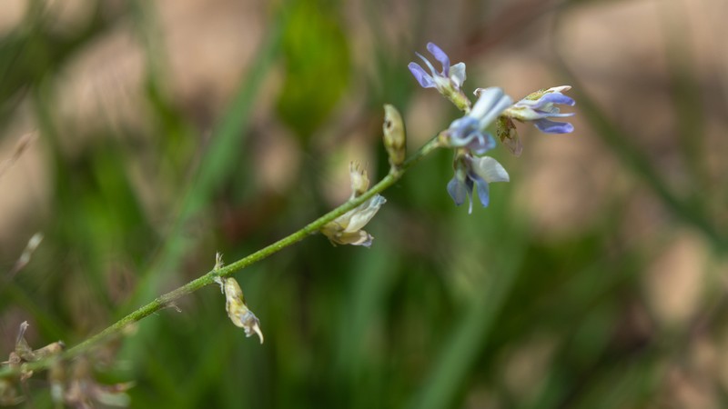 Oxytropis merkensis photo 2