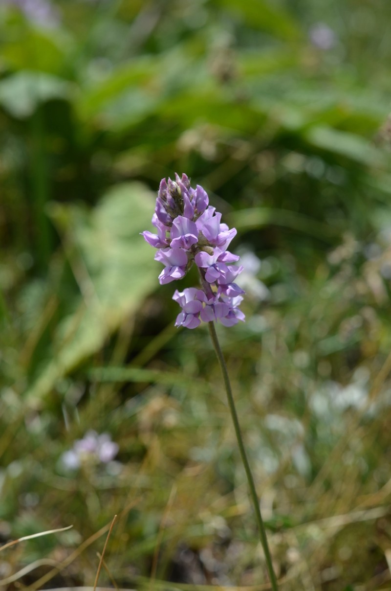 Oxytropis merkensis photo 3