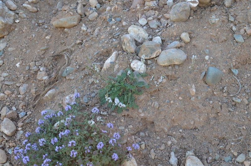 Oxytropis merkensis photo 4