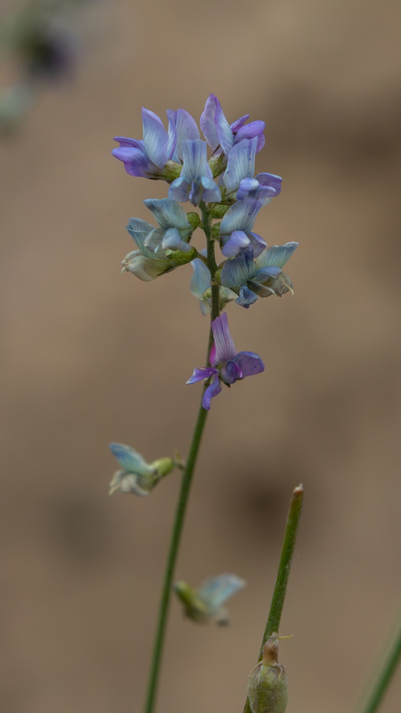 Oxytropis merkensis photo 5