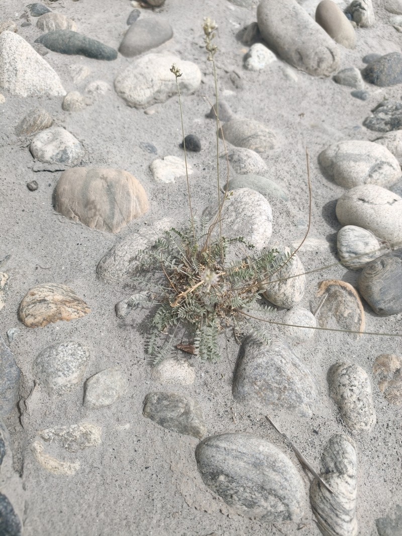 Oxytropis merkensis photo 6