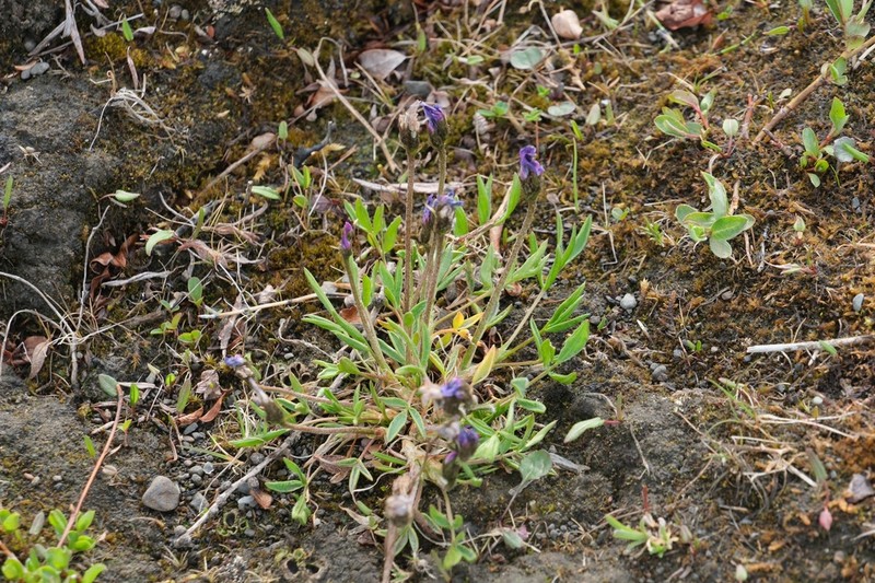 Mertens' Oxytrope