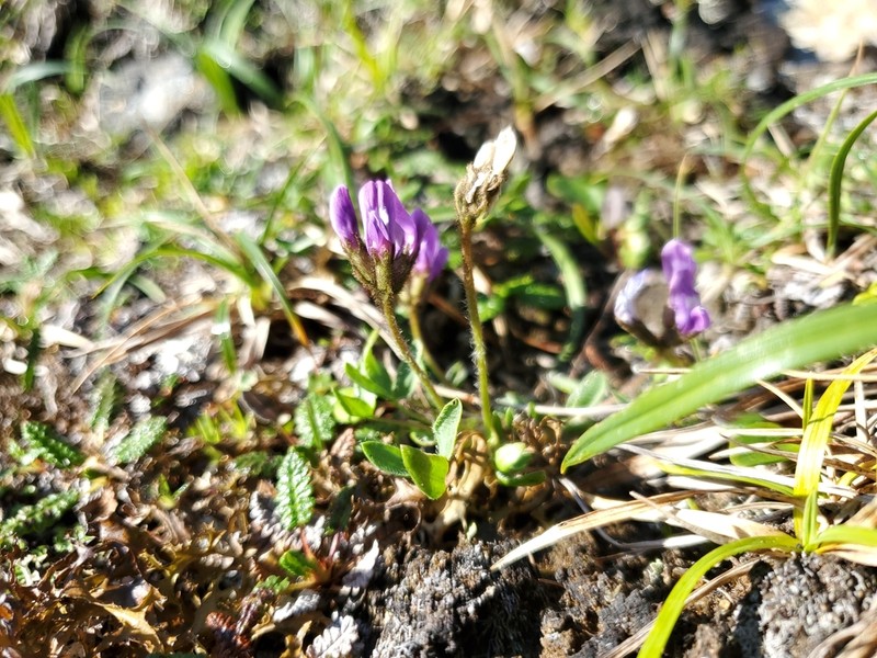 Mertens' Oxytrope photo 5