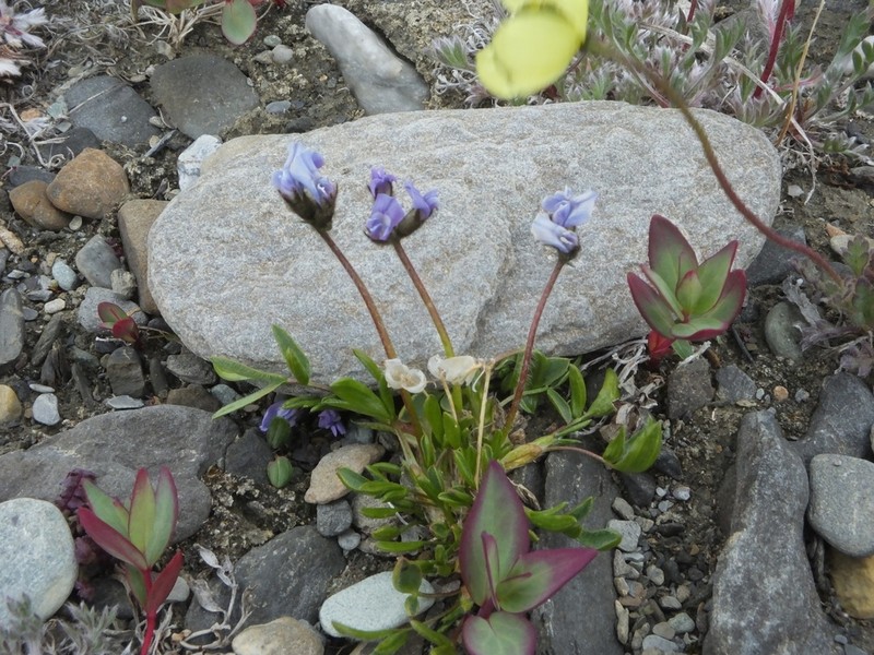 Mertens' Oxytrope photo 7
