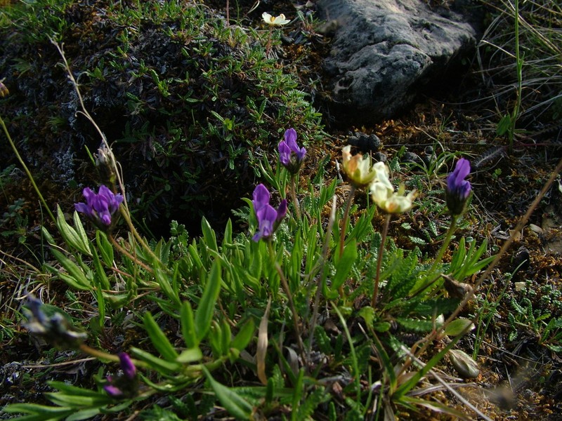 Mertens' Oxytrope photo 8