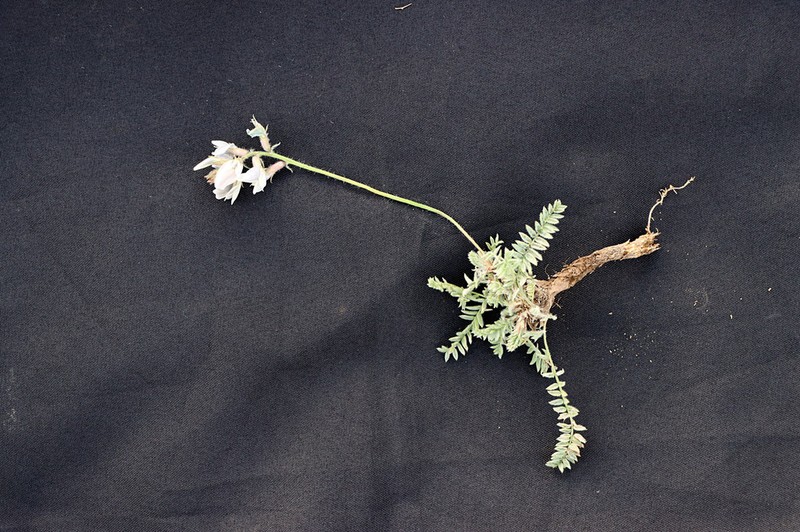 Oxytropis michelsonii photo 2