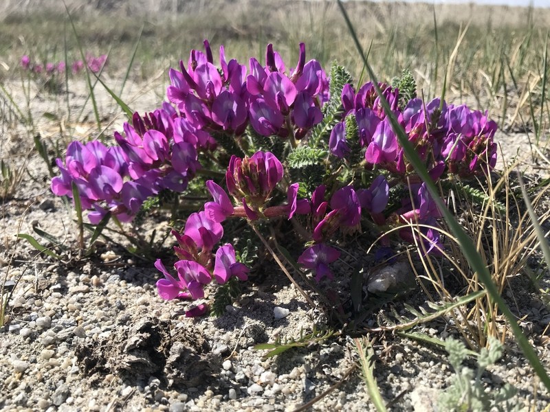 Oxytropis microphylla