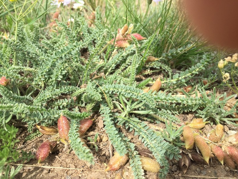 Oxytropis microphylla photo 2