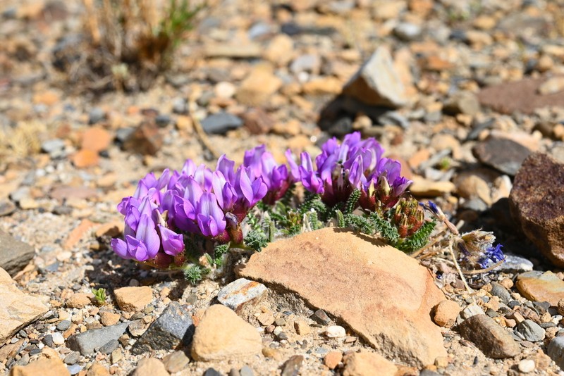 Oxytropis microphylla photo 3