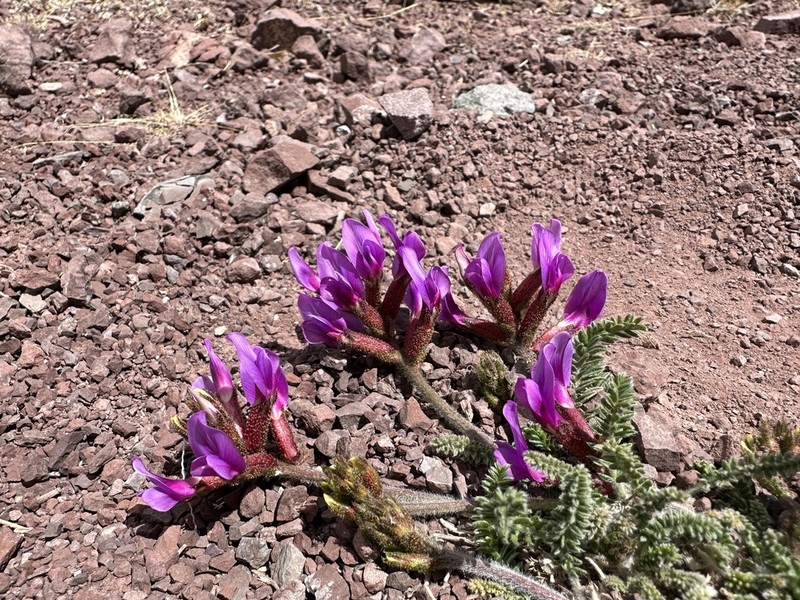 Oxytropis microphylla photo 4