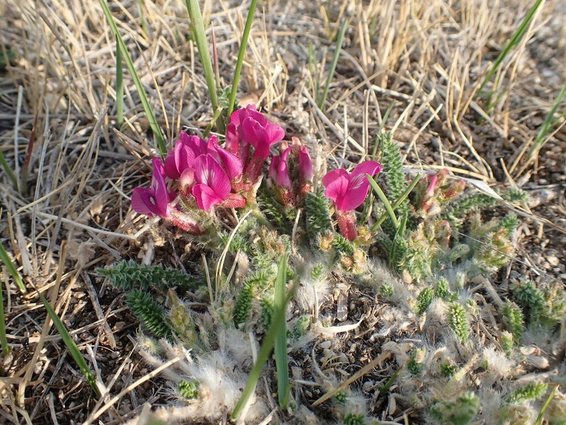 Oxytropis microphylla photo 5
