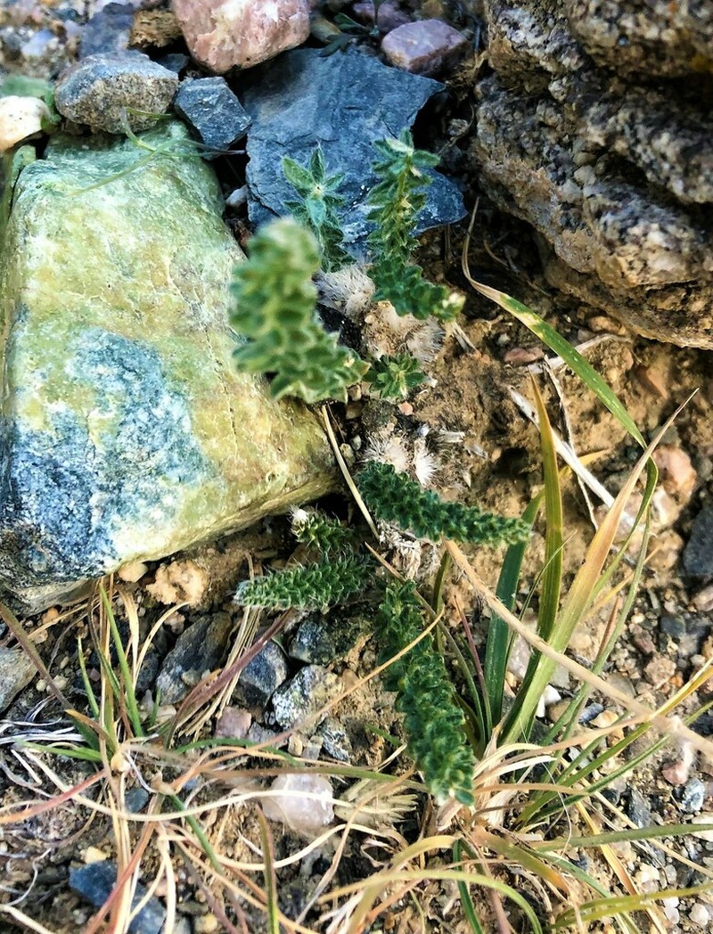 Oxytropis microphylla photo 6