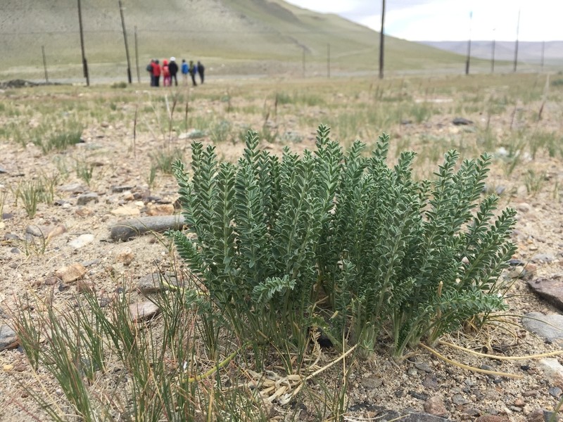 Oxytropis microphylla photo 7