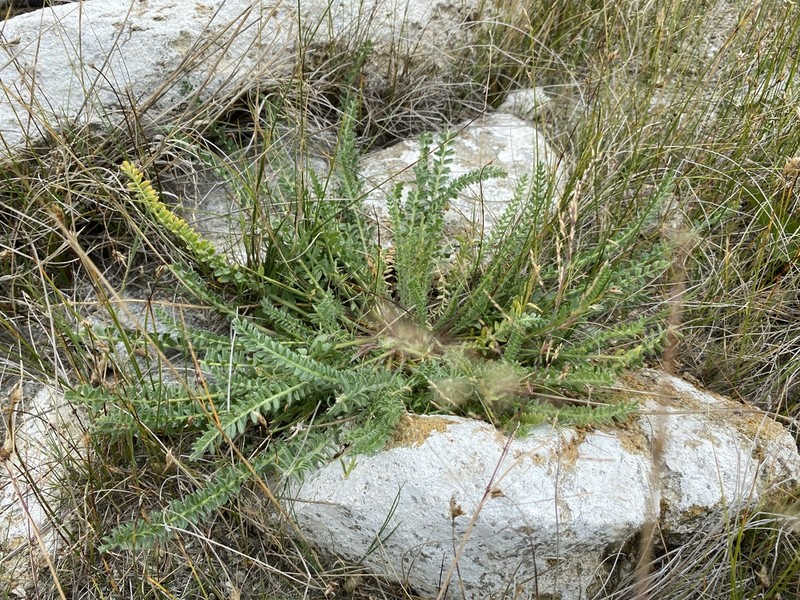 Oxytropis microphylla photo 8