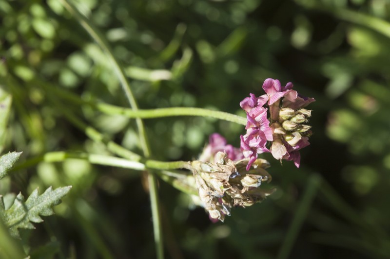Oxytropis microsphaera