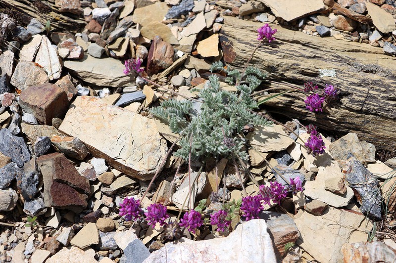 Oxytropis microsphaera photo 2